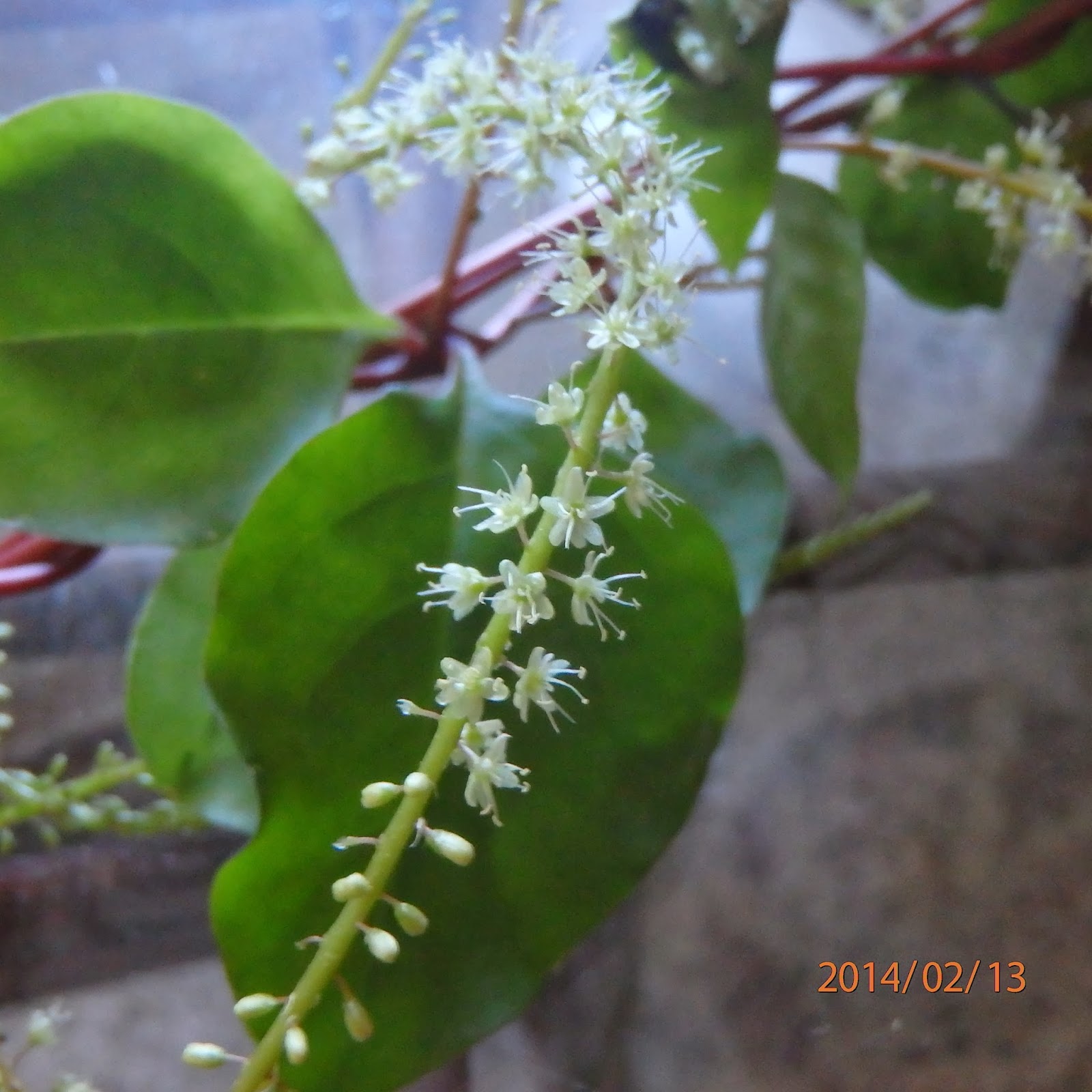 Flora de Puerto Rico Ilustrada Papo Vives BASELLACEAE ANREDERA