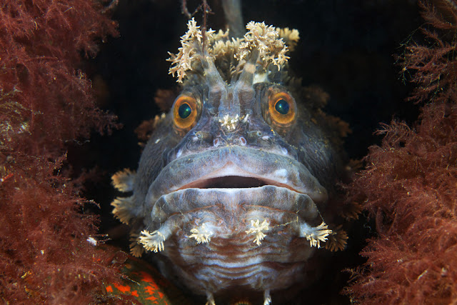 كائنات بحرية من الاعماق  .. Breathtaking+Undersea+02