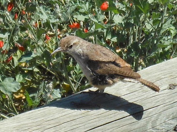 Brutaal klein vogeltje in Painted hills