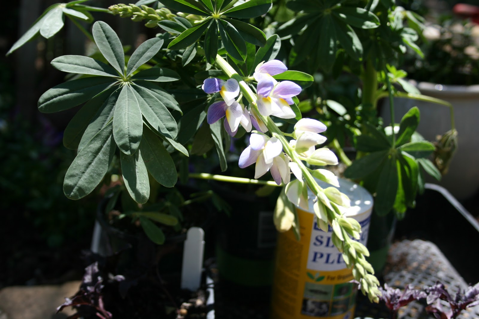 The Polished Pebble: New Ideas For The Garden