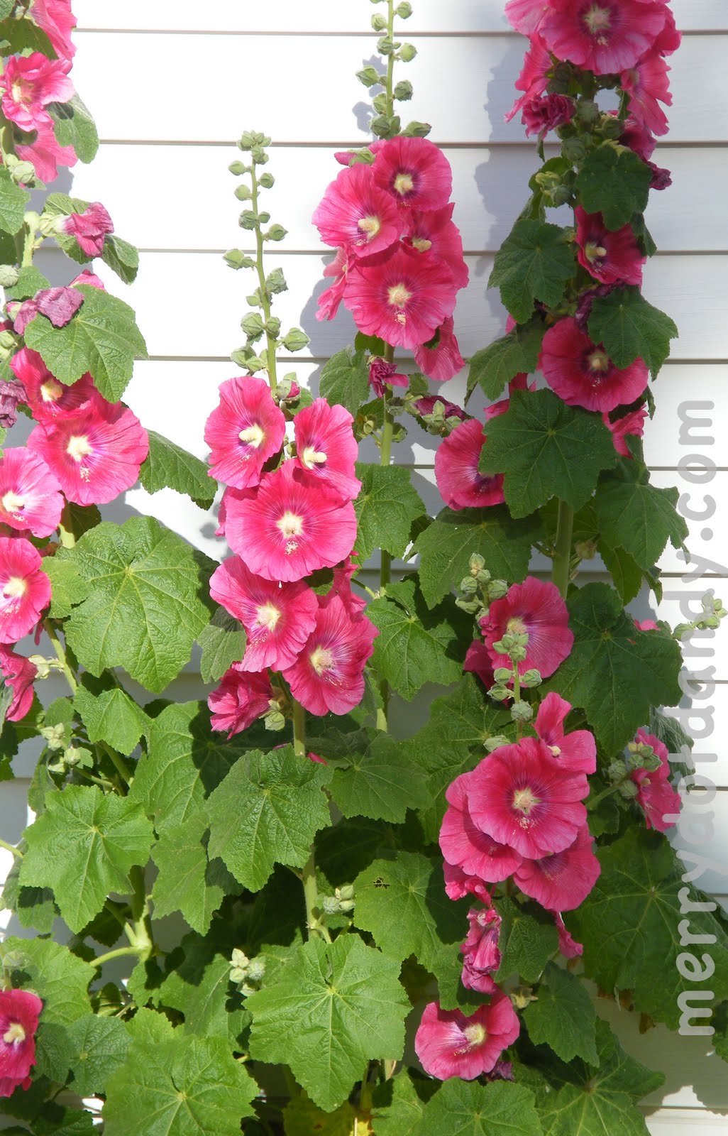 Hollyhock Hollyhocks flowers, Beautiful flowers, Pretty flowers