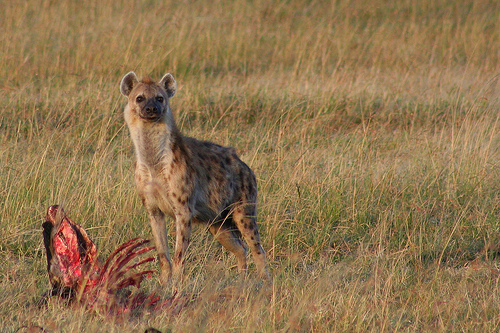 Inkfish: Hyenas Fast During Lent Too