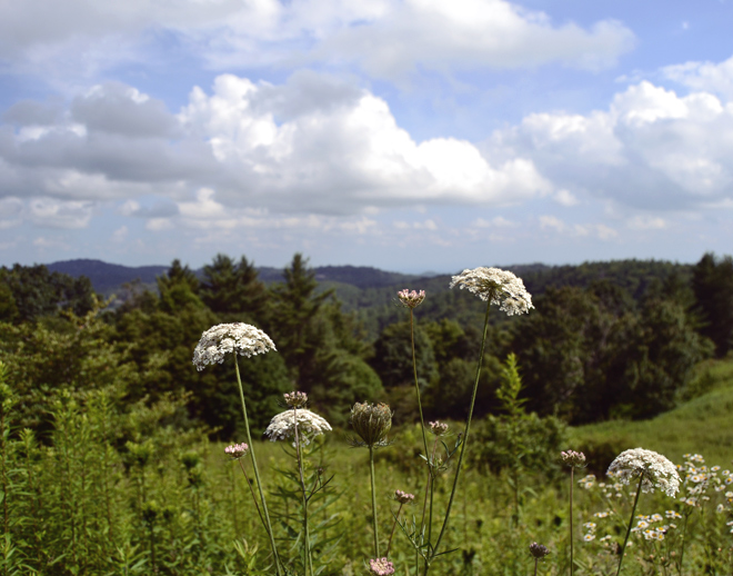 Queen Anne's Lace, mountains Queen Anne's Lace, mountains