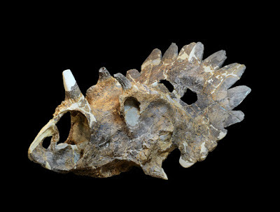 Regaliceratops skull