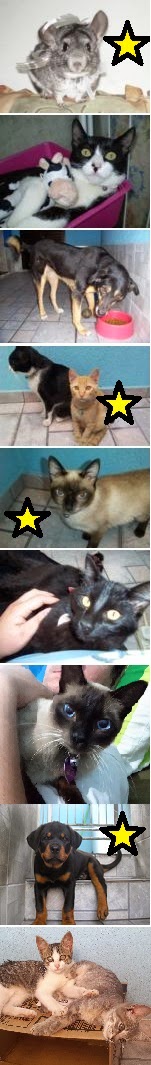 Meus amores de 4 patas! Alguns já viraram estrelinhas lindas no céu...