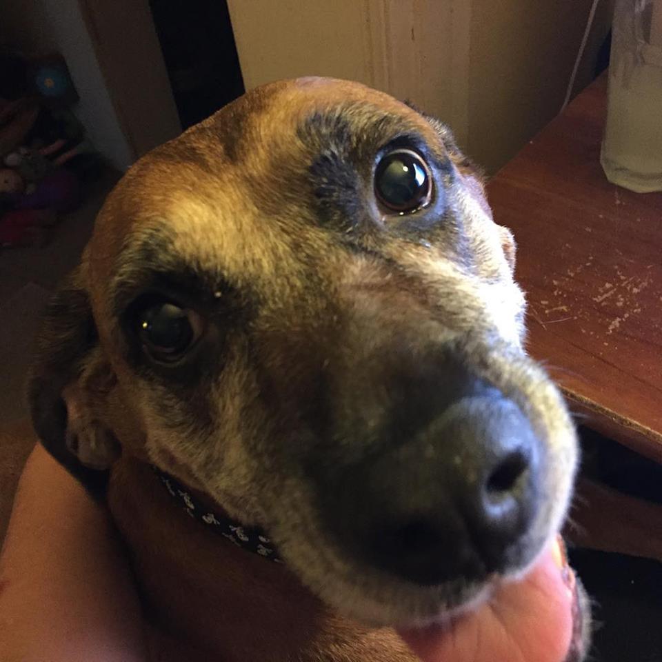 Moments of Introspection Camera Critters My Shelby