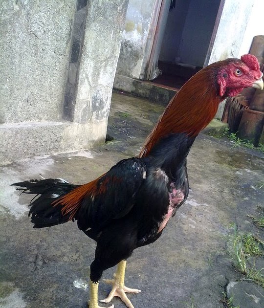 Bagaimana Cara Merawat Ayam Sebelum Turun Ke Kalangan