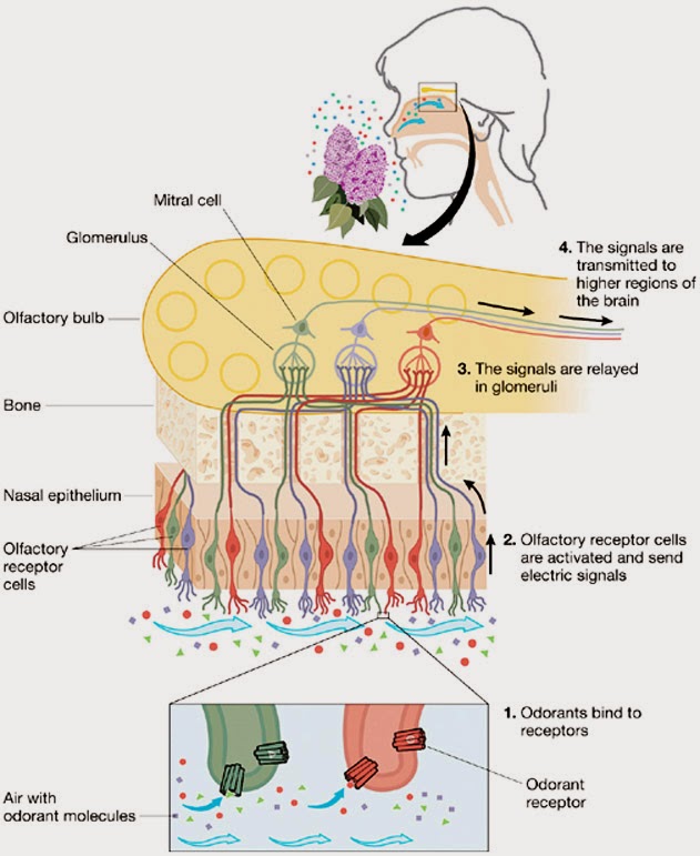 olfactory pathway diagram perfume project nw language and olfaction olfactory pathway diagram perfume project nw language and olfaction