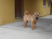 SHAR-PEI