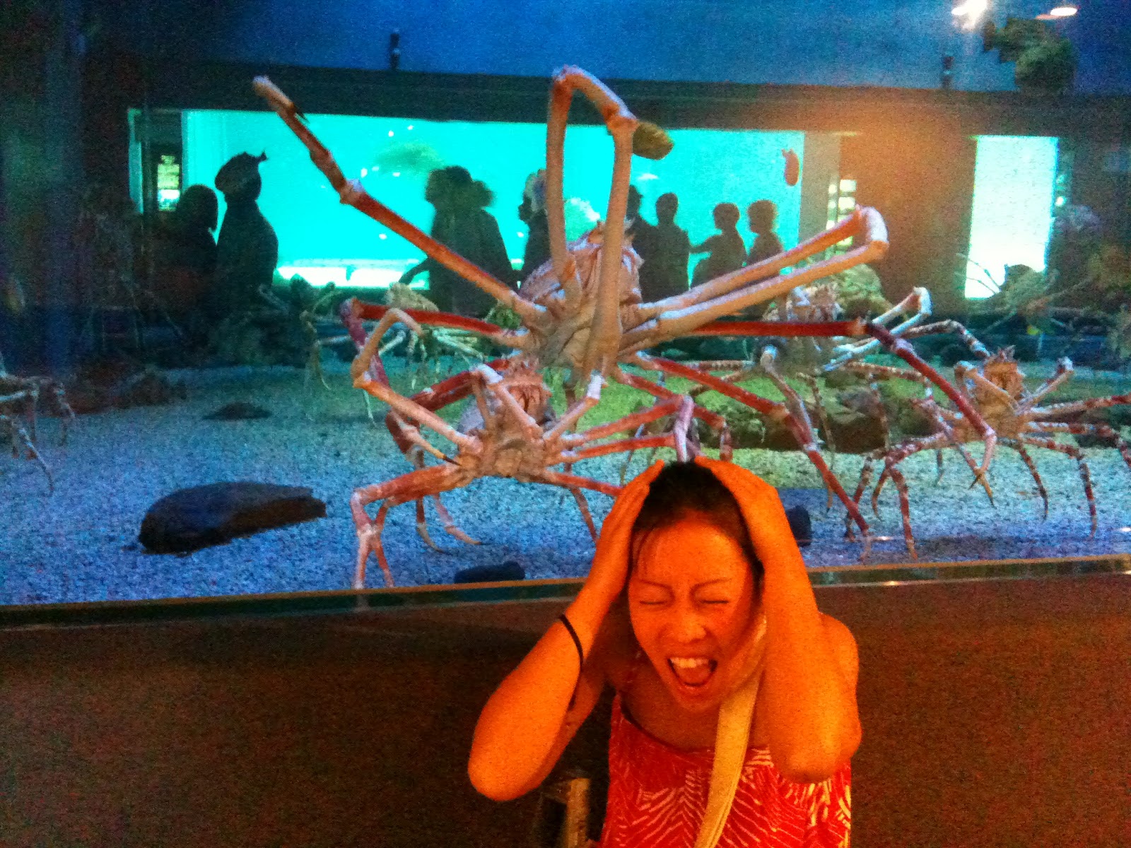 Amazing Animals Pictures: Big, scary, but tender Japanese Spider Crab