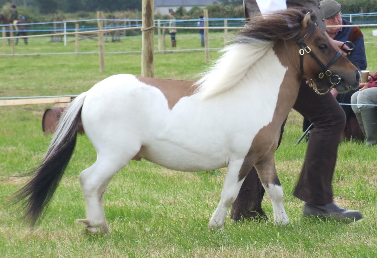 Hericus Miniature Shetland Pony Stud New Show For Miniatures...