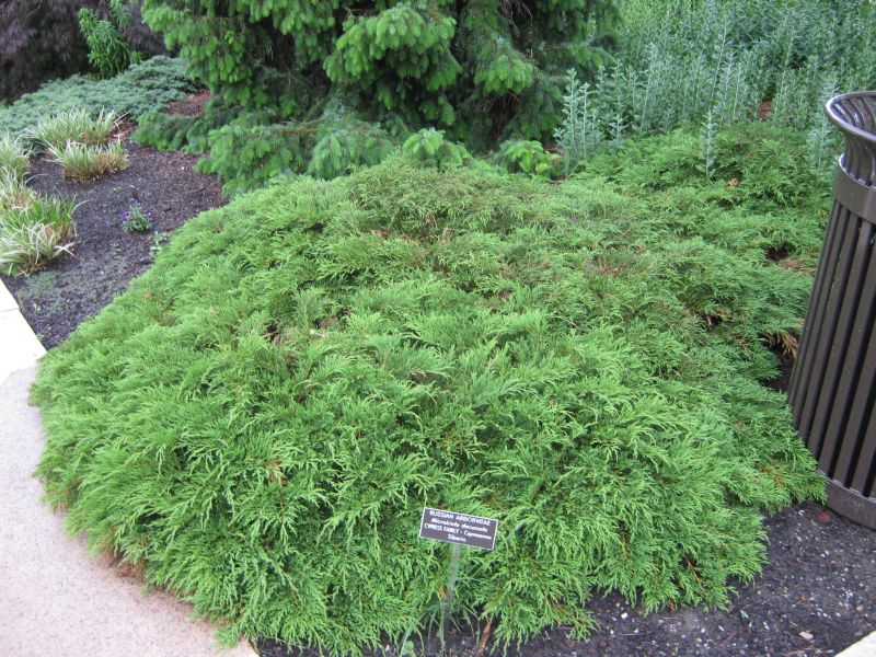 Future Plants by Randy Stewart Siberian Carpet Cypress