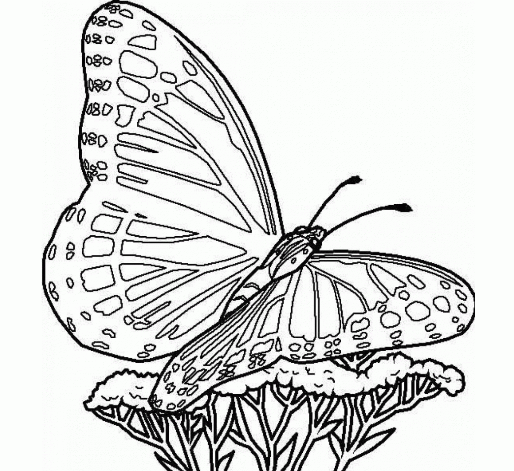 Colour Drawing Free Wallpaper: The Simple Butterfly Coloring Drawing Free  wallpaper