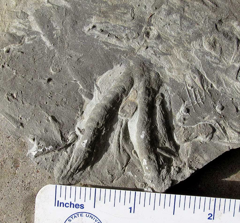 Louisville Fossils and Beyond Maysville Kentucky Trace Fossils