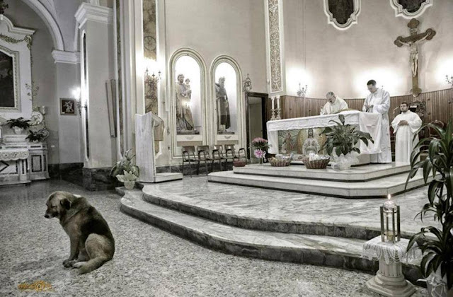 El perro que espera a su dueña muerta dentro de la iglesia