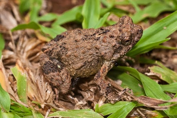 Panama Silvestre Engystomops pustulosus ( Leiuperidae)