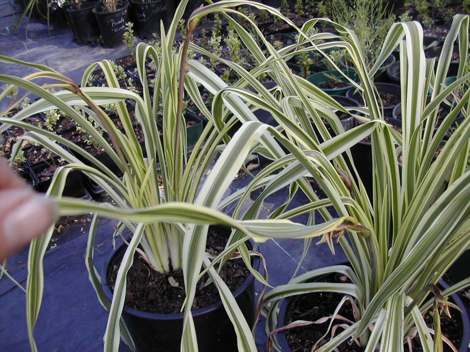 Urban Oasis Daylilies Variegated Hybridizing