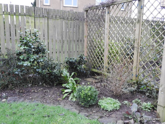 Future Plants By Randy Stewart Potentilla