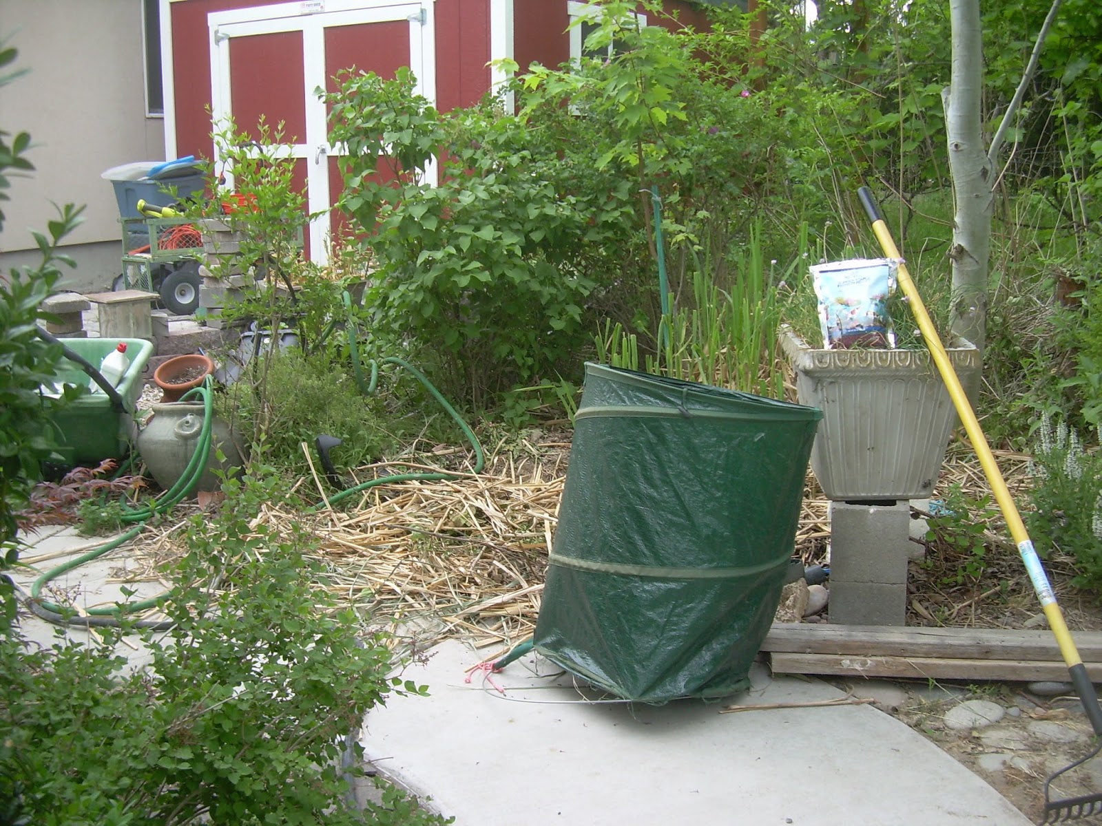 Genius Cafe: Our latest project, a backyard putting green!