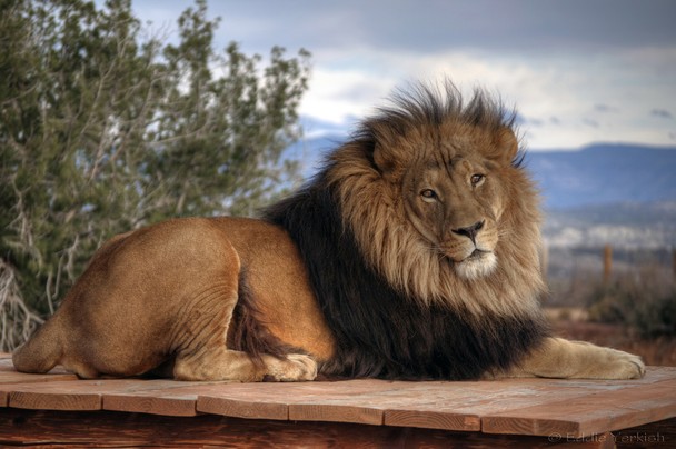 Animals Wallpapers King of the Jungle African Lion HD