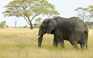 Elephent africa facts 