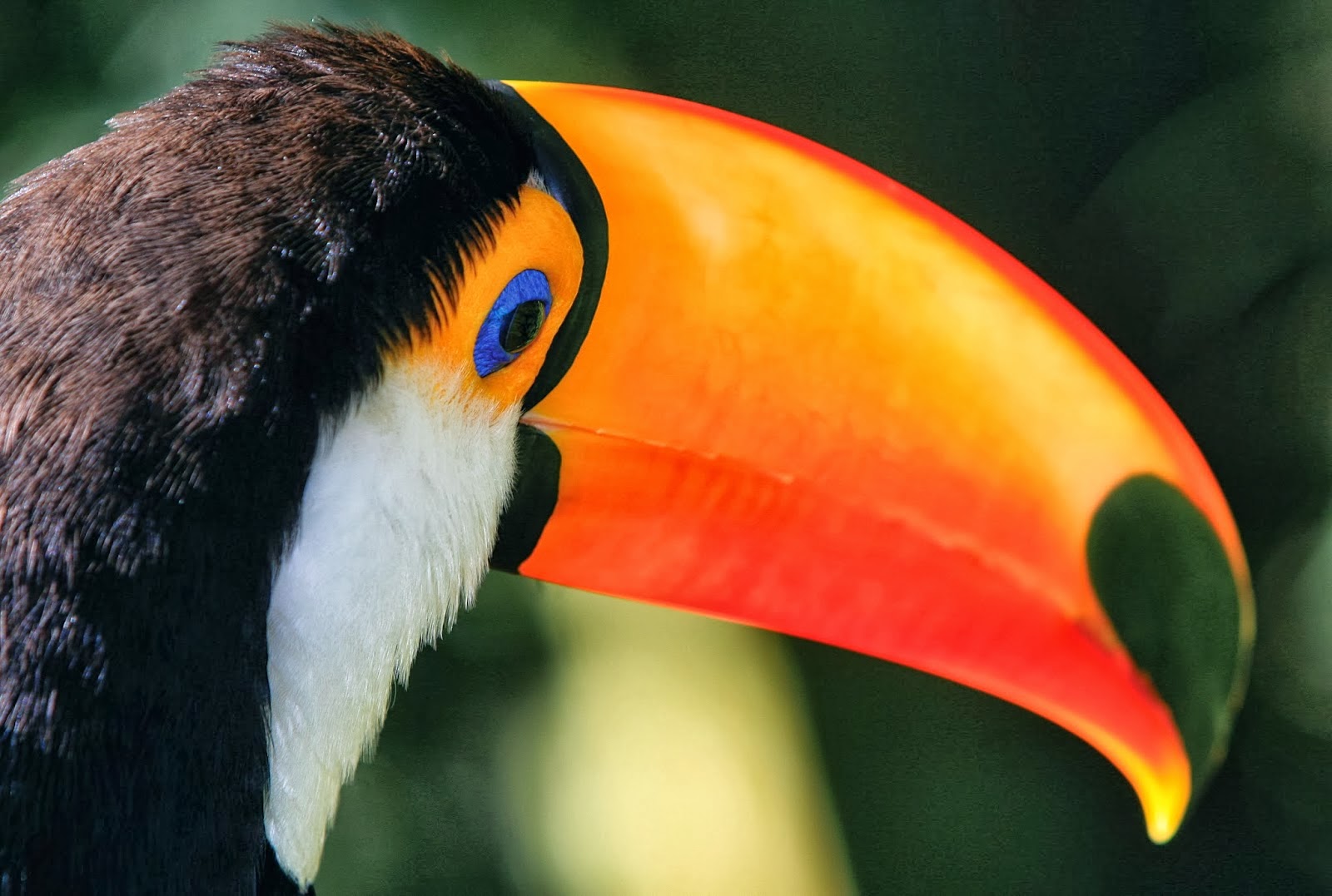 Biologia e Biodiversidade Aves