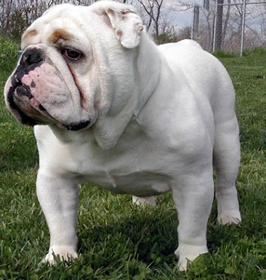 Bulldog Dog Breed Photo