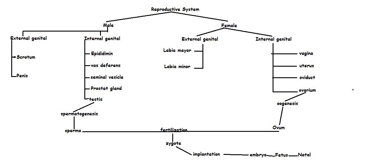 Reproductive System In Human: Concept Map