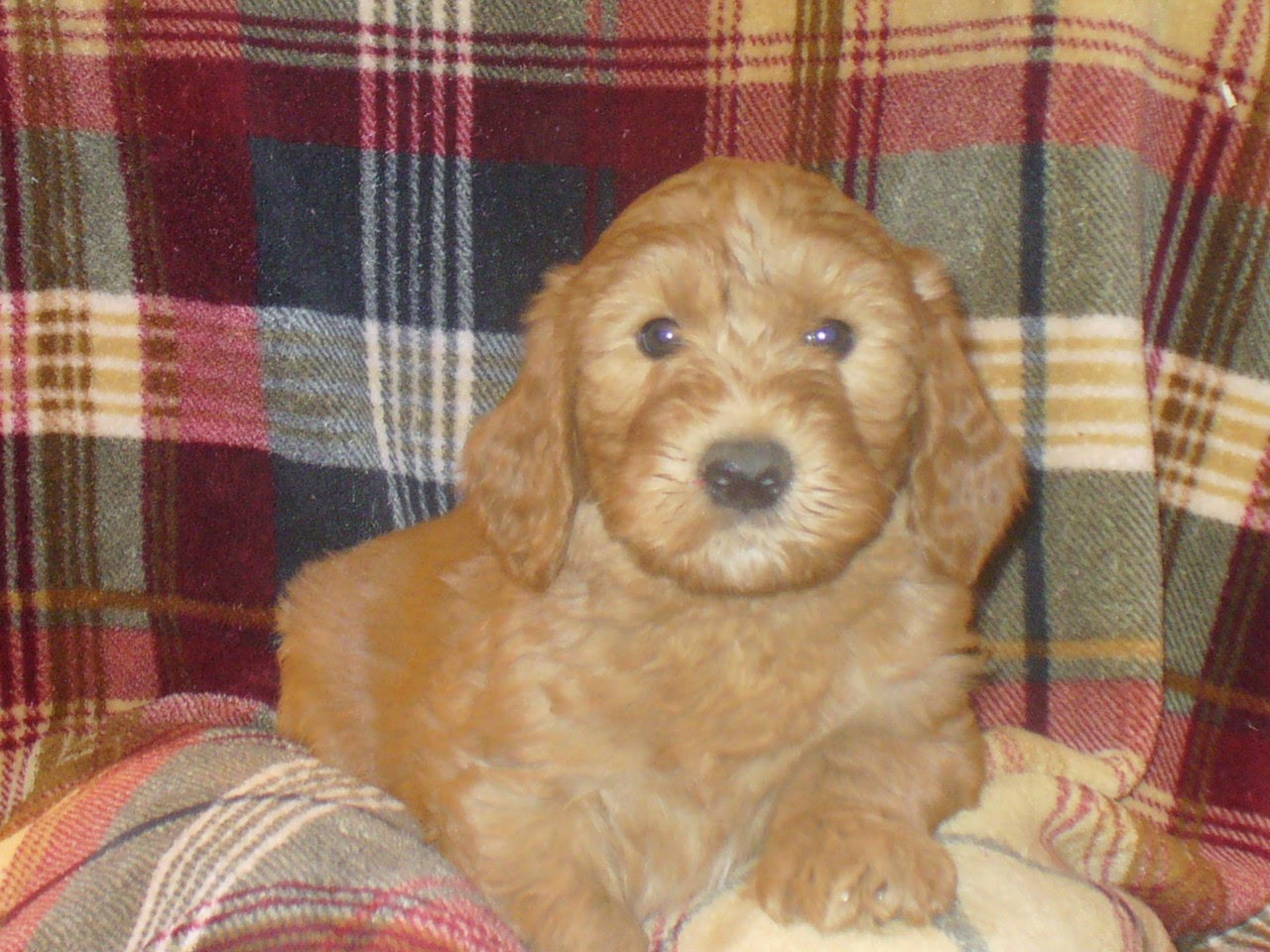 Golden Puppy Spot Golden Doodle Puppies Born September 23 2018