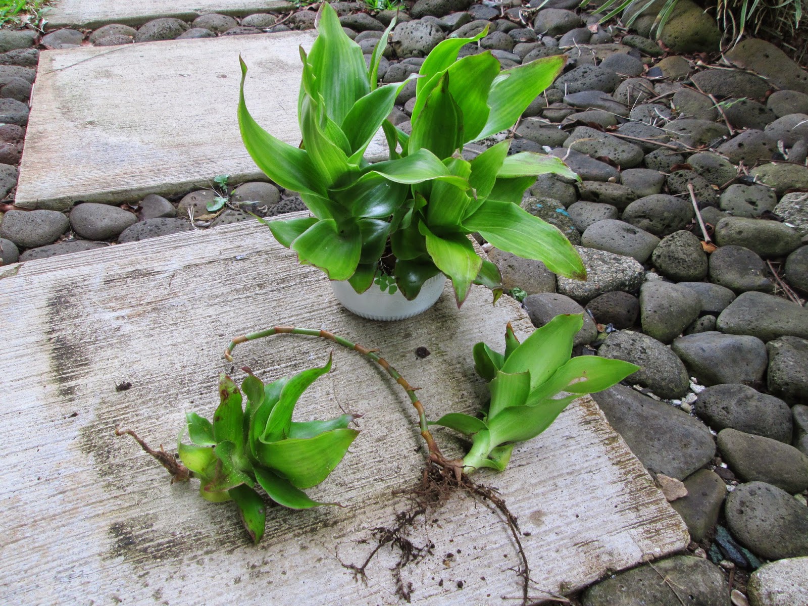 Garden Notes from Hawaii CALLISIA FRAGRANS