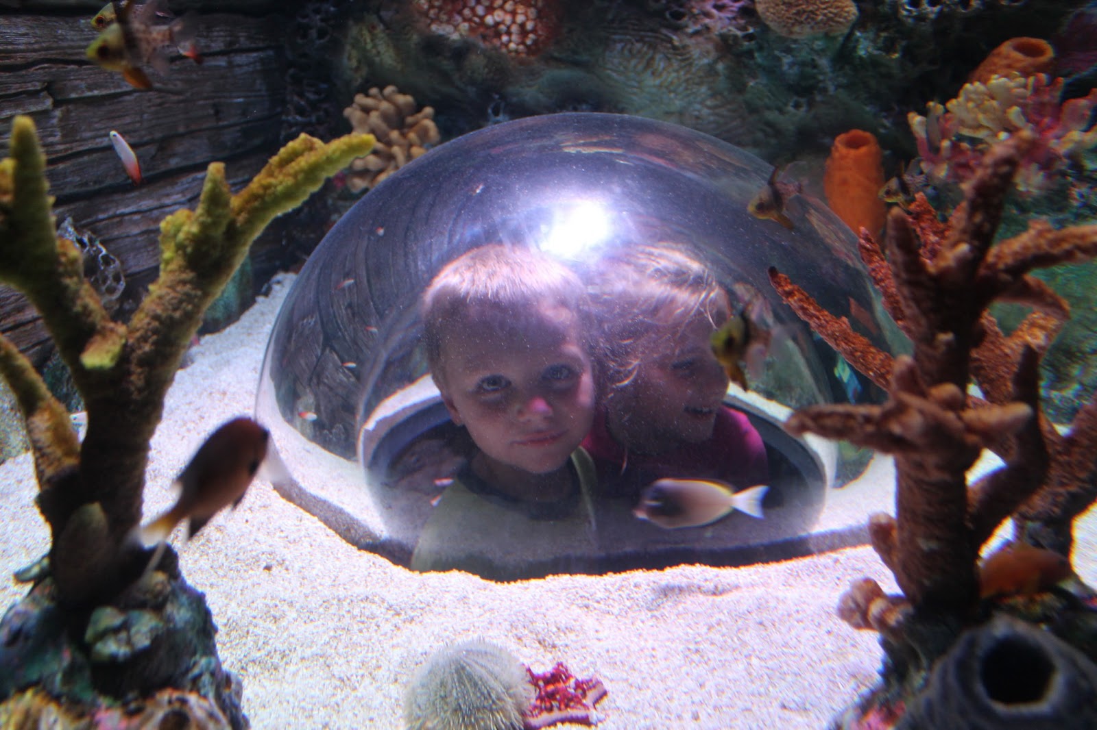 Adventures Among Us Sea Life Aquarium Kansas City, MO