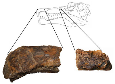 Oxalaia_quilombensis-sn.jpg