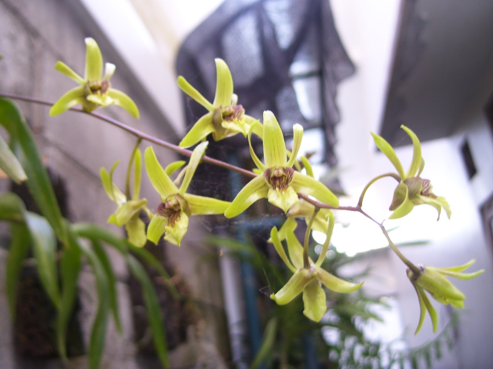 Anggrek Dendrobium