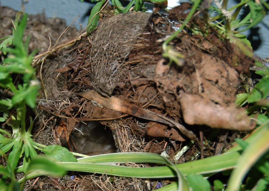 Natural Gardening Carolina wren nest