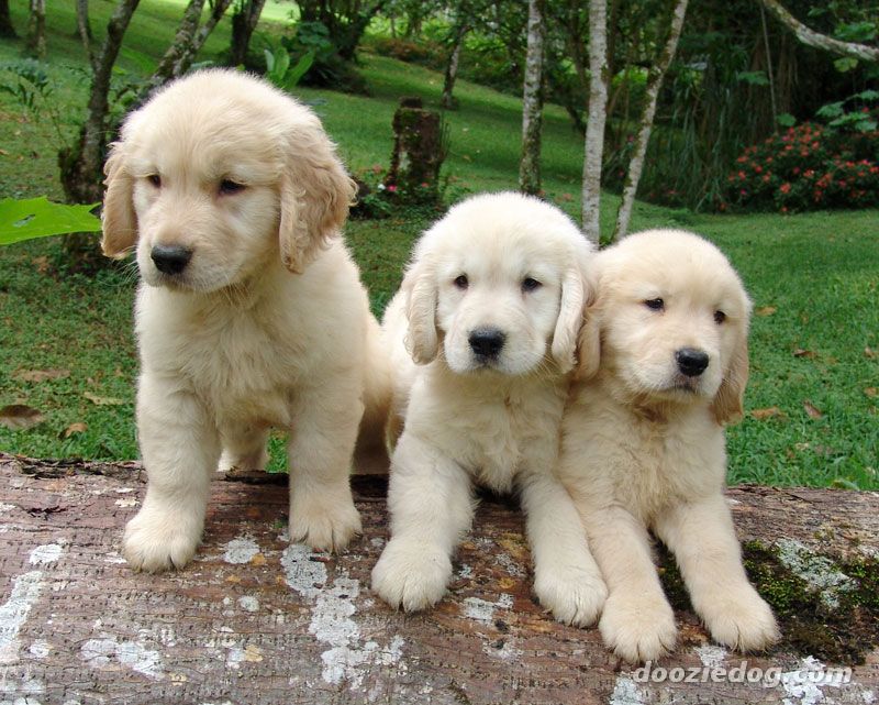 golden rescue puppies