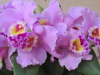 Orquídea