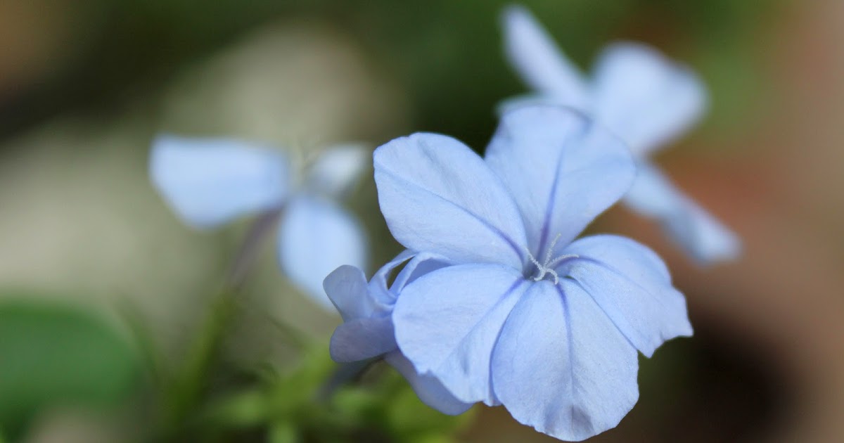 Fleur Bleue
