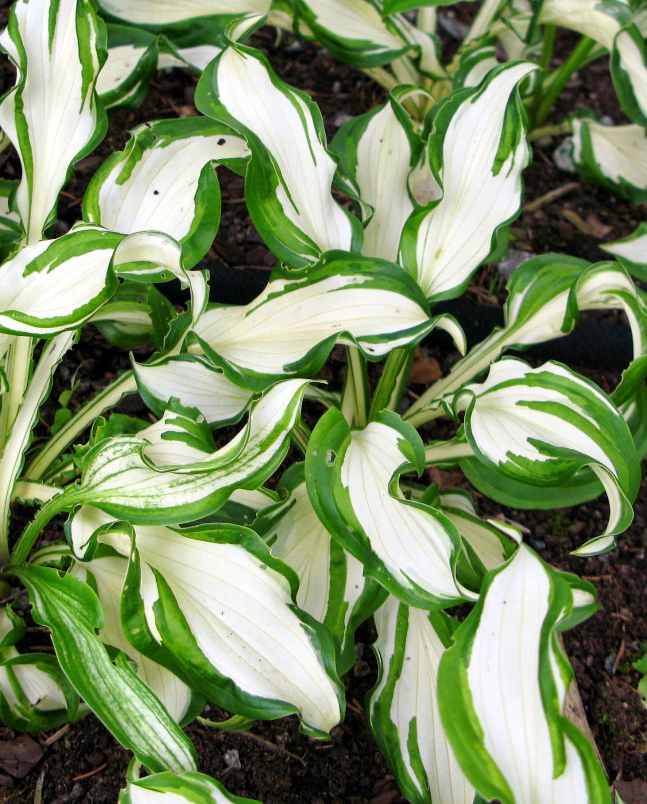 Loftslamper blomst Loftslamper blomst