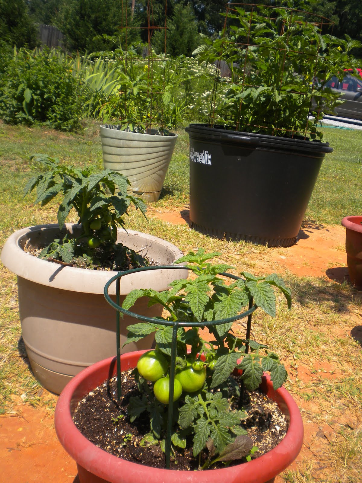 W.O.Bearden/Southern Shade Nursery Patio Tomatoes