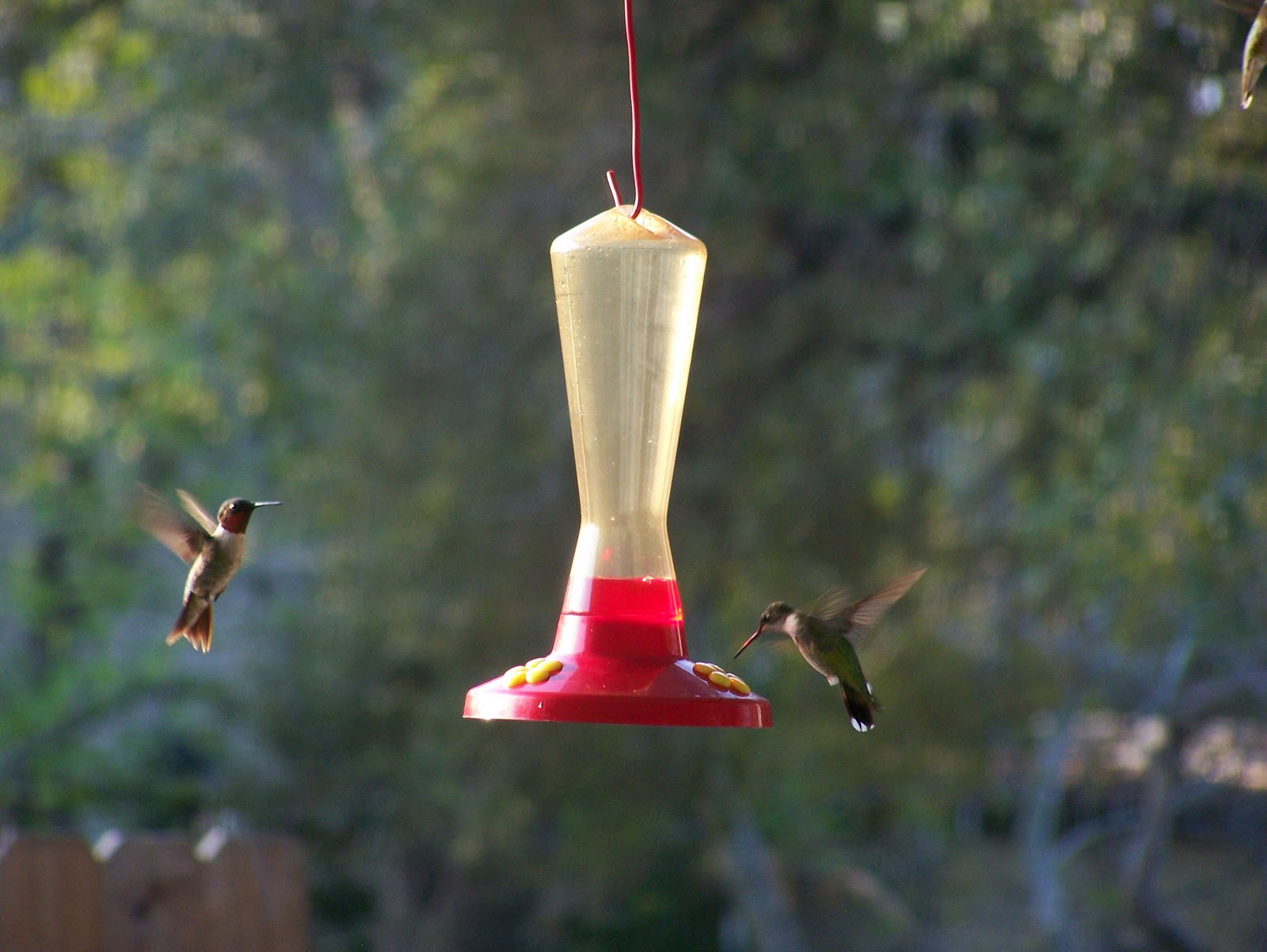 Help Save Monarch Butterflies Hummingbirds Are An Exception