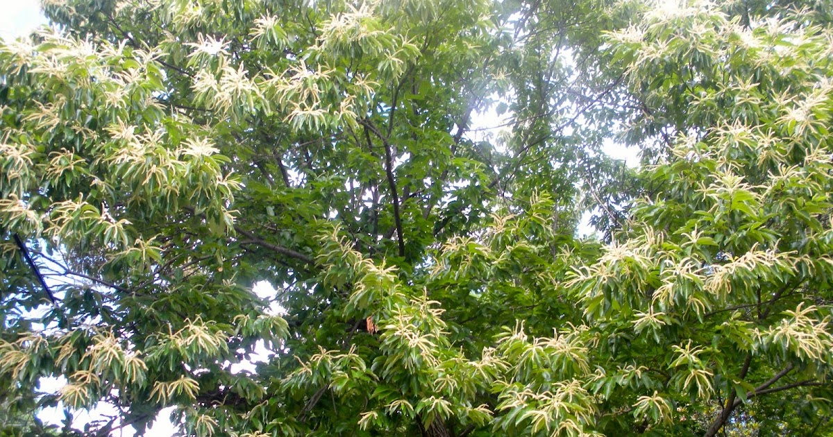 Memphis Trees Rare trees