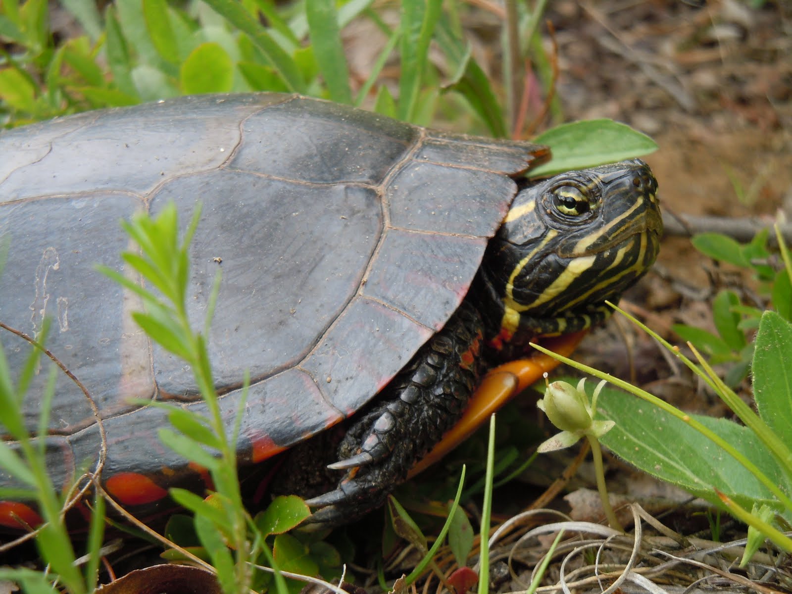 Paddle for Hope June 2011