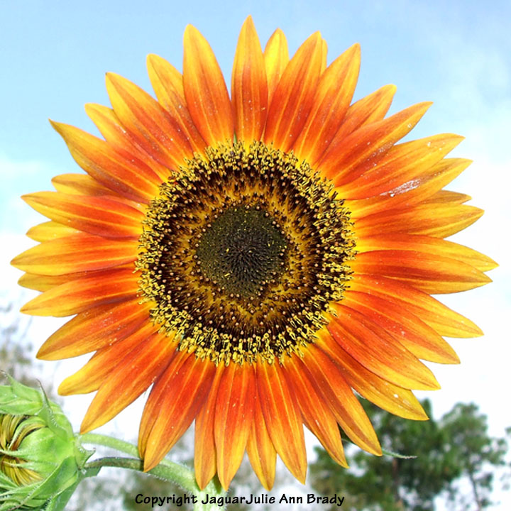 Julie Ann Brady Blog On The Last Sunflower of Summer
