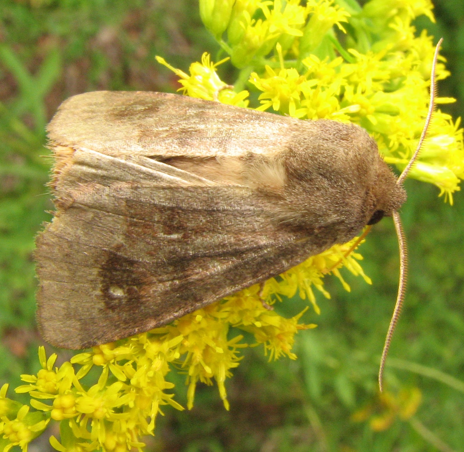 Pollinators Noctuids, another family of little known