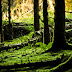 Green forest floor / nature wallpaper