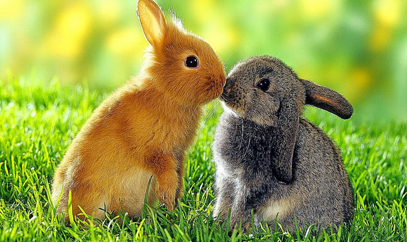 Rabbit HD Wallpapers fbpapa Rabbit HD Wallpapers fbpapa