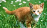 Fotografías de gatos, gatitos y mininos