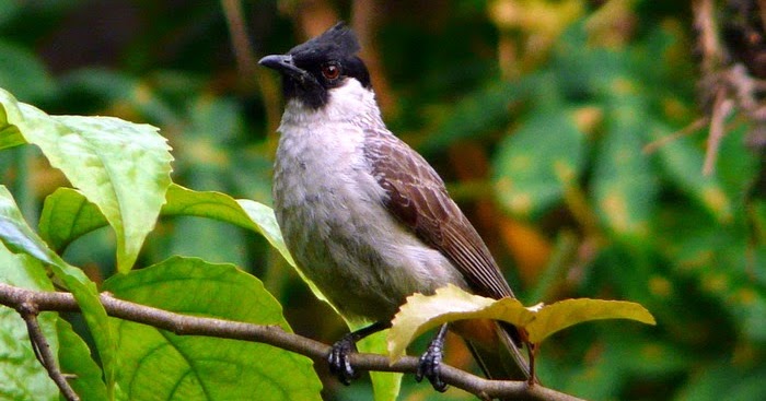 Lirik &amp; Chord Lagu Burung Kutilang INDONESIA HITS