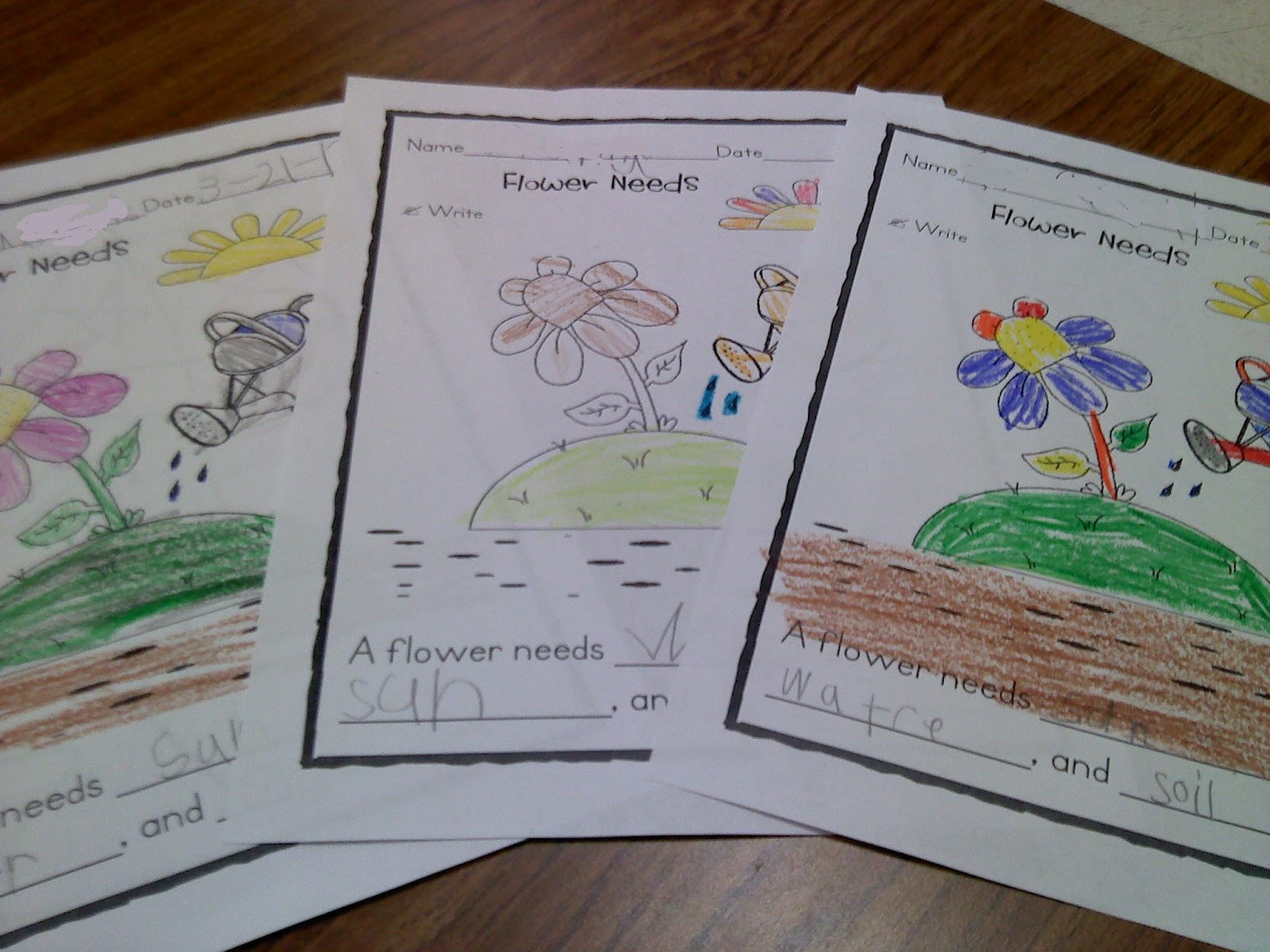 Plants Needs Worksheet