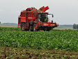 Sugar beet harvest: Ropa Tiger VS Holmer Terra Dos T3